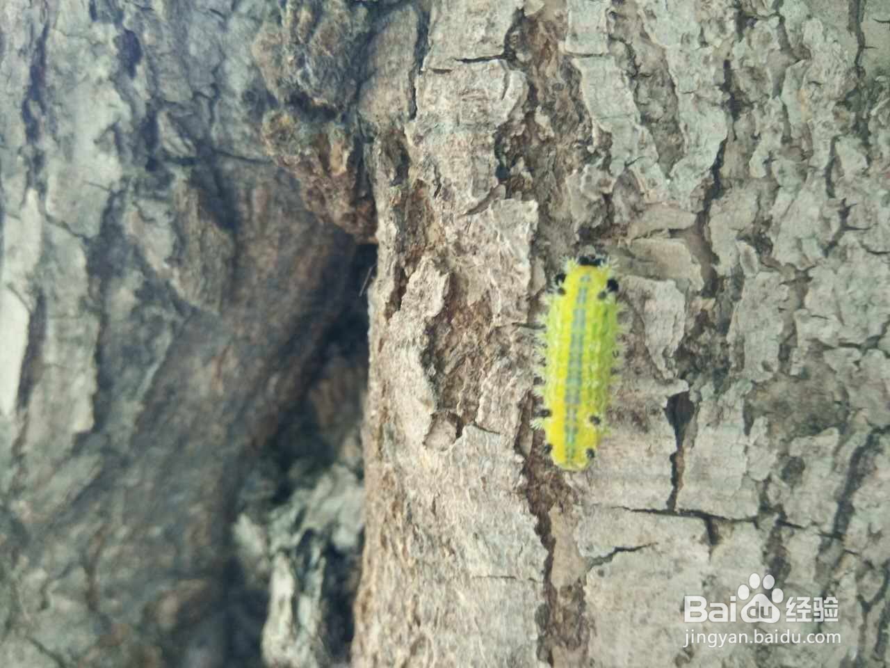 毛毛虫怎么除掉