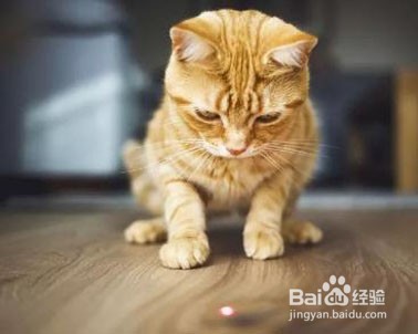 怎么让猫咪熄灯就睡觉
