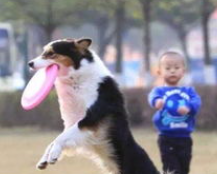 怎样训练狗狗和人握手