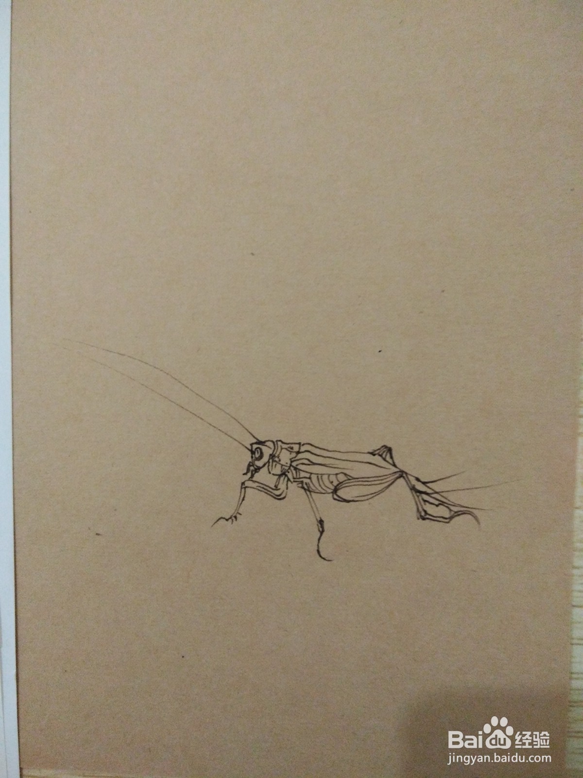 如何用卡纸画蟋蟀