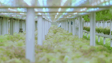 植物工厂是什么