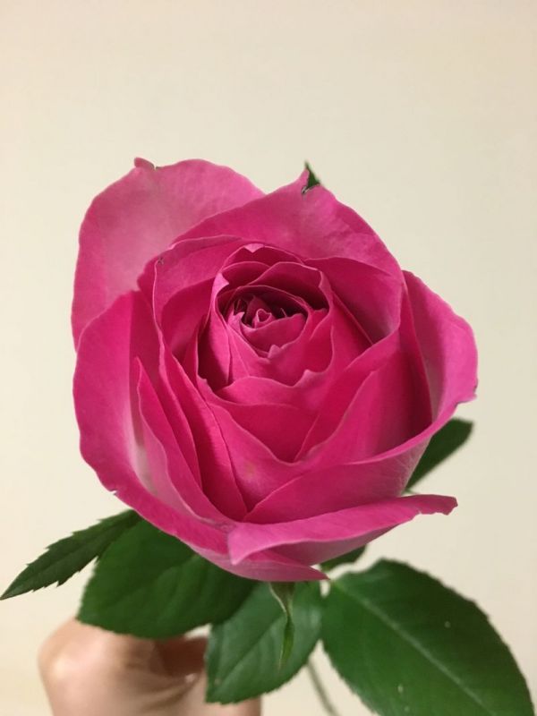 糖霜玫瑰奶油蛋糕