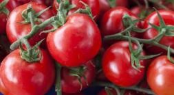 如何增加番茄的甜度