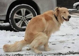如何训练狗狗上厕所