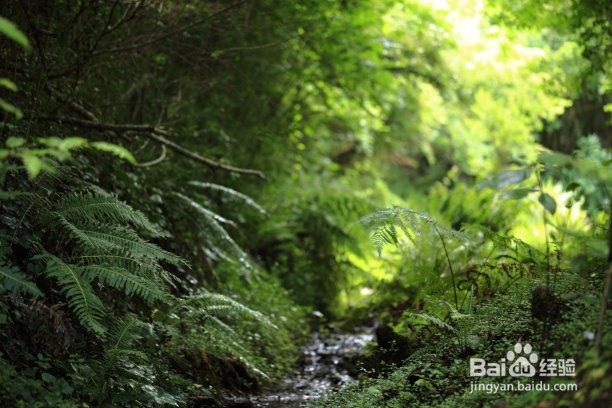 文竹叶子黄了应该怎么办