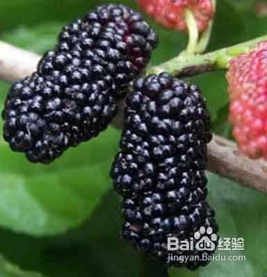 病理性脱发是怎么回事