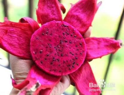 吃火龙果过敏怎么解决