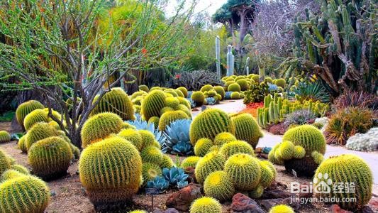 被仙人球扎了怎么办?