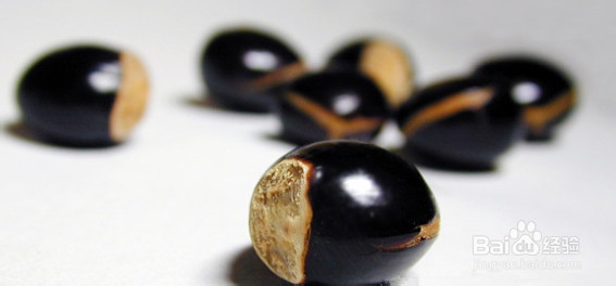 把水果核变成杯子里的小森林