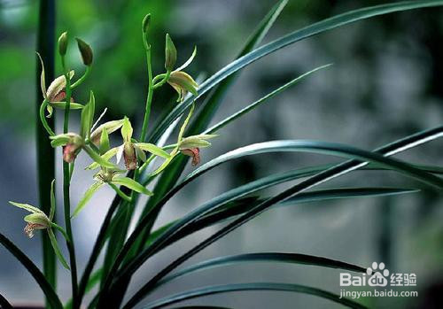 阿司匹林浇兰花的作用和功效