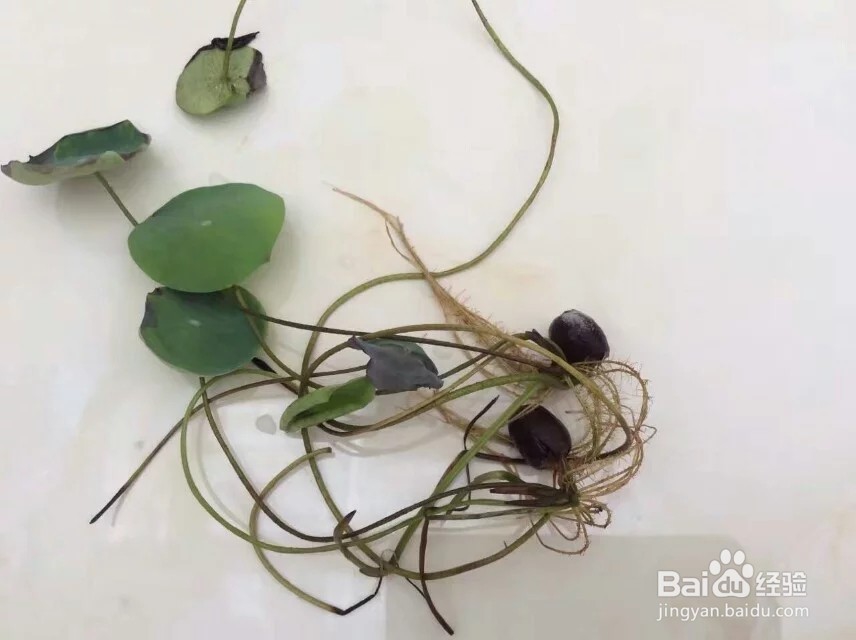 睡莲的盆栽方法