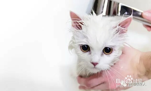 如何给猫洗澡及注意点