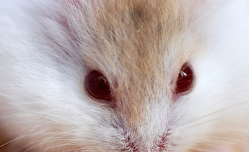 如何让小仓鼠健康活泼?