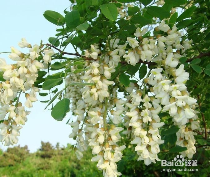 2016年有毒花卉集合2?