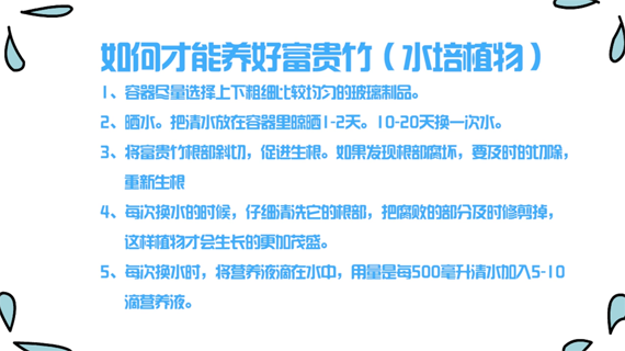 如何才能养好富贵竹