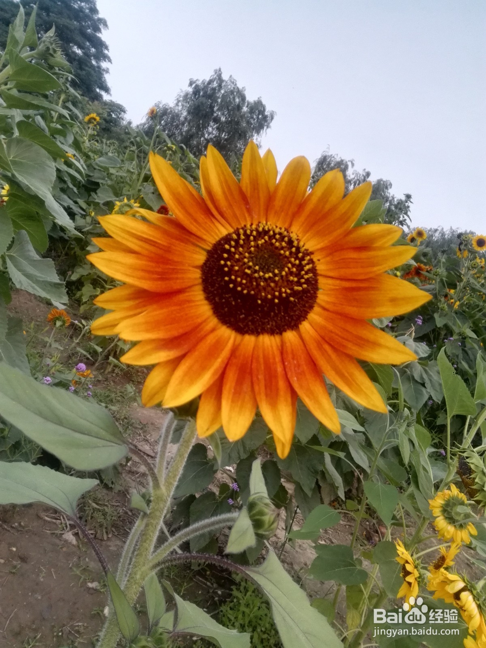 襄阳鱼梁洲薰衣草庄园游玩