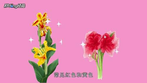 夏天有什么花 百度经验