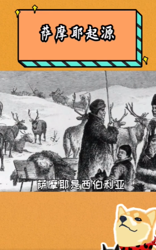 萨摩耶的祖先是谁