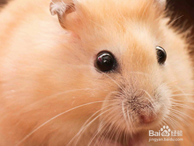 新手养什么仓鼠好容易饲养的仓鼠