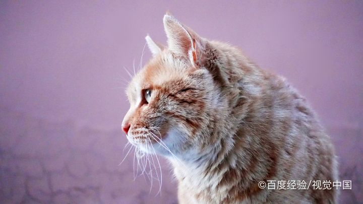 怎么训练橘猫温顺