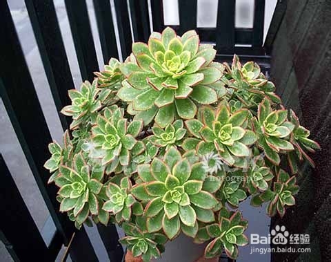 艳日辉/清盛锦的成长与变化（如何养好艳日辉）