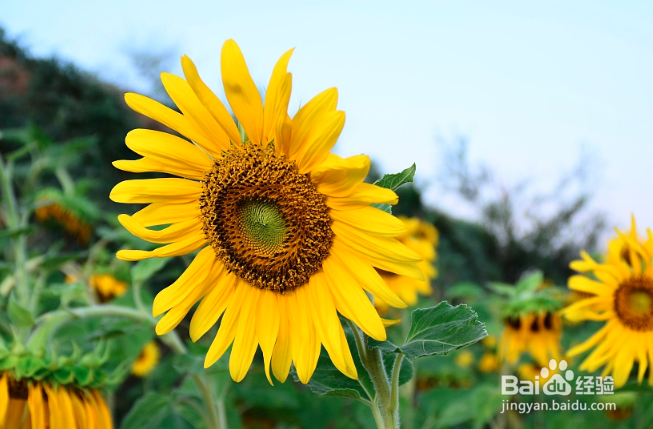 向日葵水养注意事项