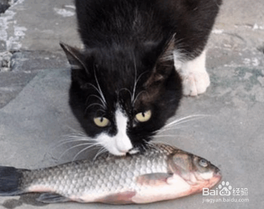 猫咪最喜欢做的几件事