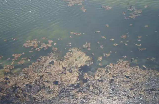 海参池塘有害藻类导致水浑用什么可以清水