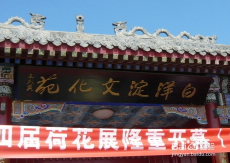 白洋淀一日游 荷花森林中飞翔