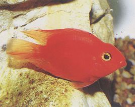 发财鱼一天吃多少食物