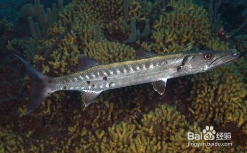 白领健忘症,有哪些缓解方法?