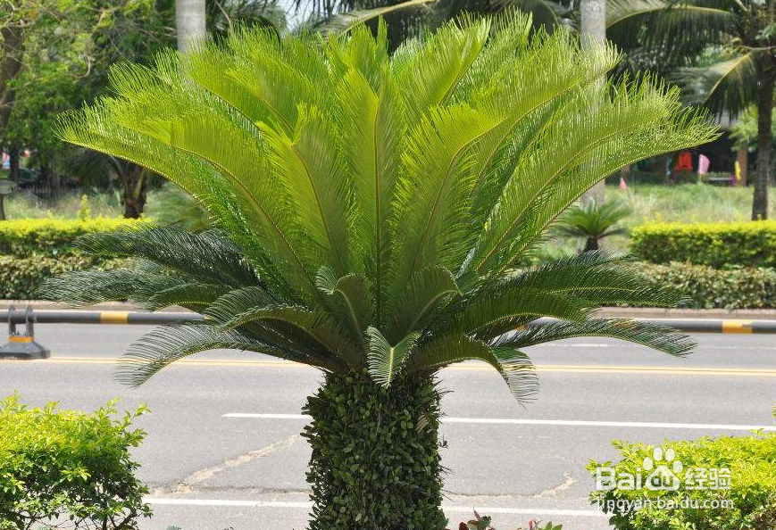 铁树新叶子长得太长怎么回事