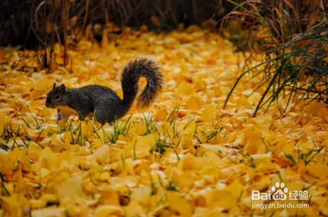 怎么样为松鼠制作一个窝