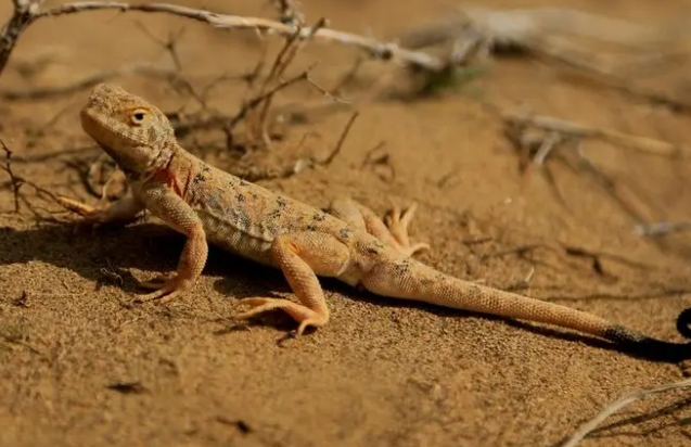 蜥蜴属于什么类动物