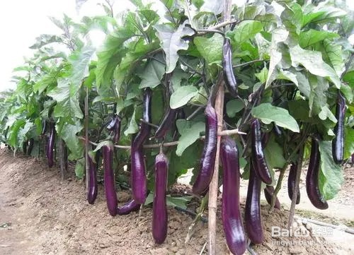茄子表面怎么形容