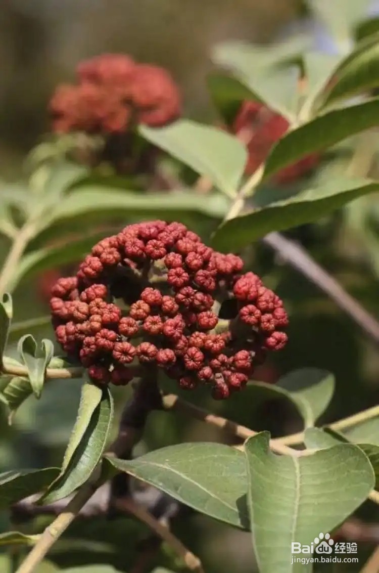 蚂蚁庄园辣椒传入我国民间常用什么作为辛辣调料