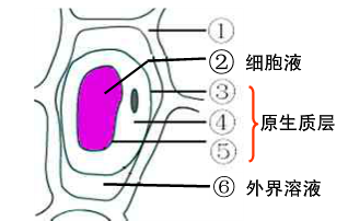 高中生物学习方法：[42]物质跨膜运输