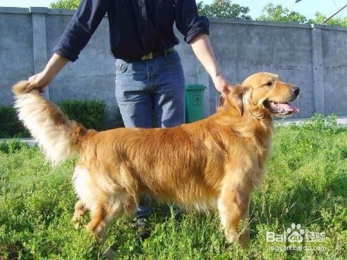 养幼犬注意事项 养小狗要注意什么