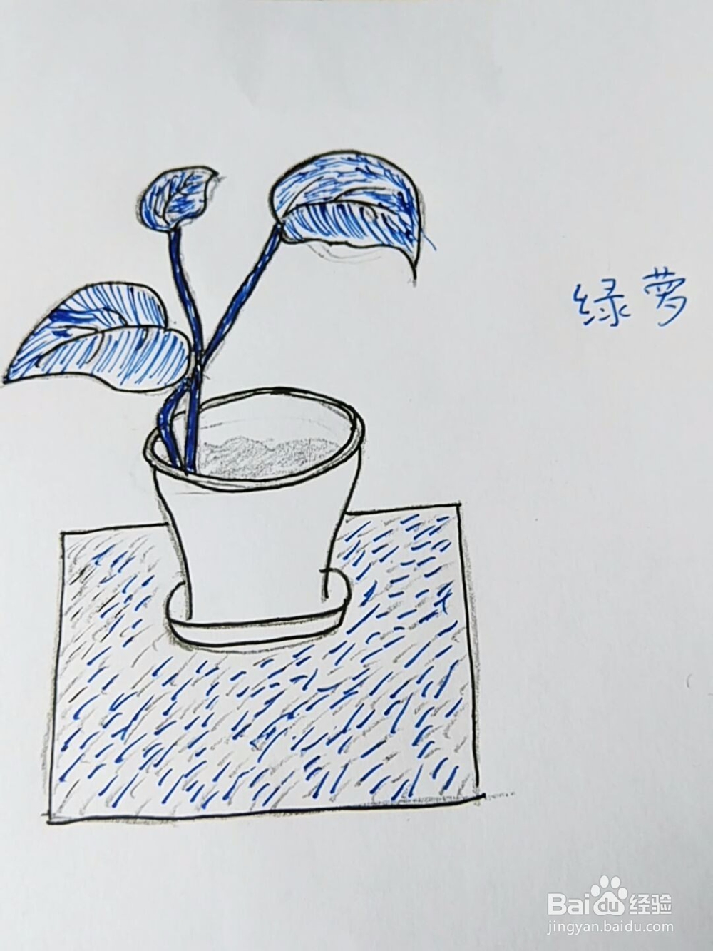 简笔画:绿萝小盆栽画法