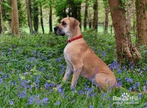 小狗乱拉屎尿怎么办