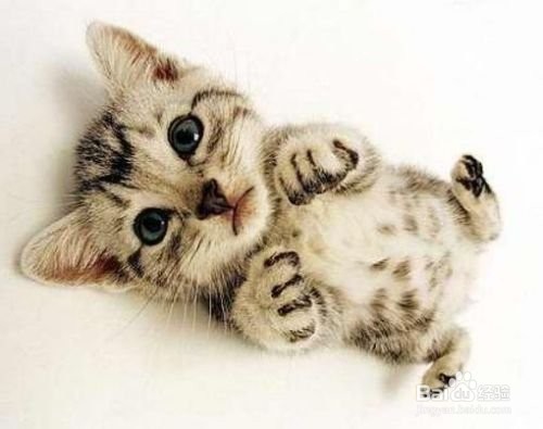 新手如何养猫？