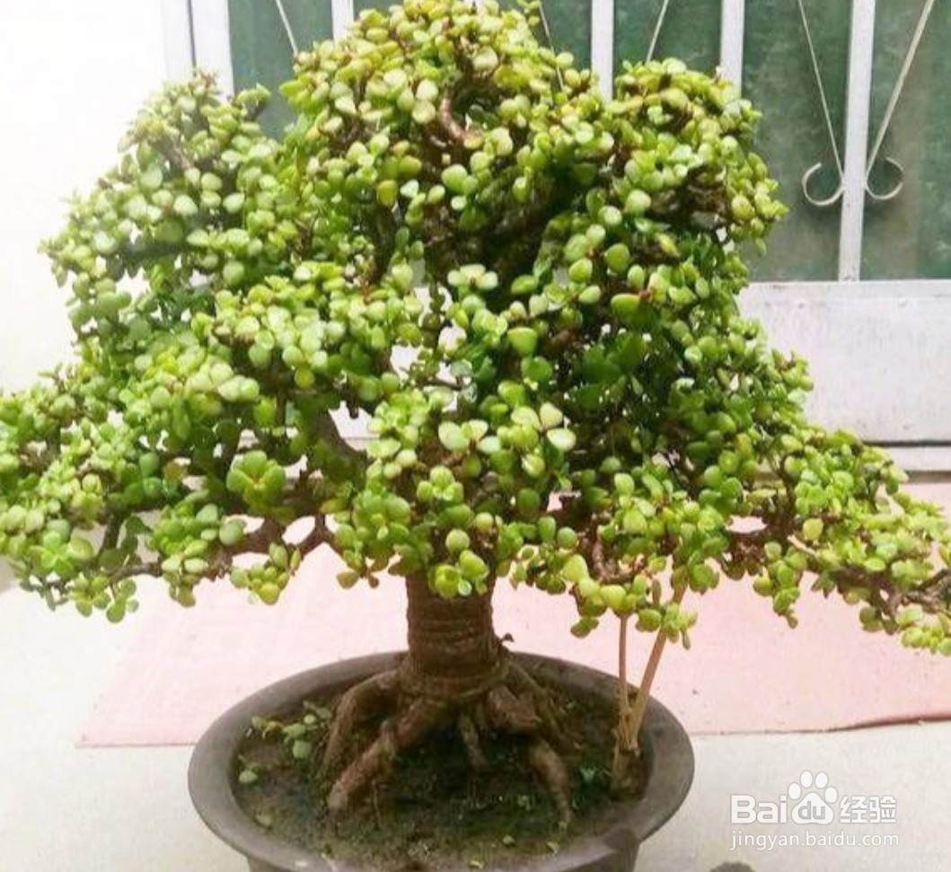 金枝玉叶怎样养老桩