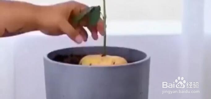 如何在家自己种玫瑰