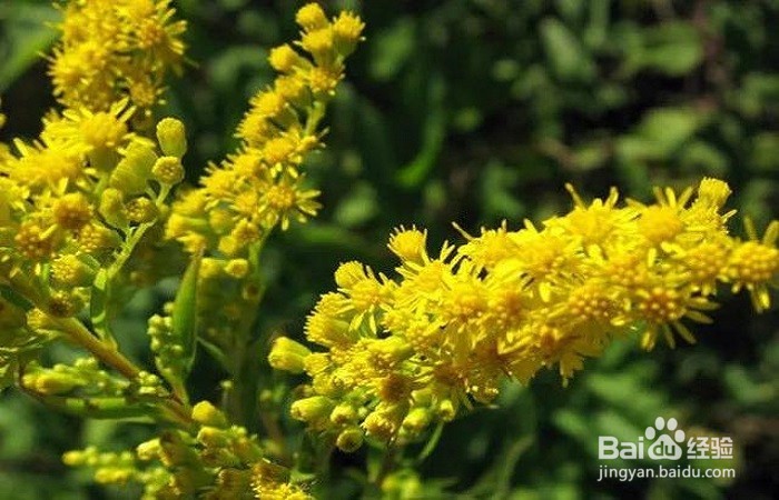 怎么防除加拿大一枝黄花对本土物种的侵害