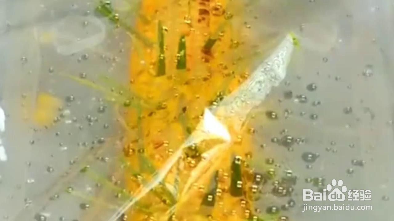 自己在家怎么种植小植物？