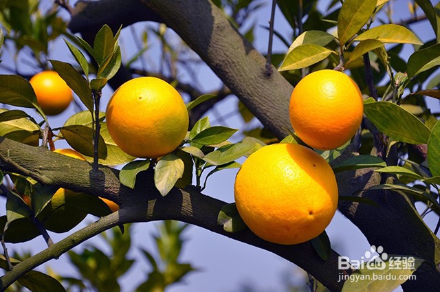 橙子膨果增甜的方法和影响橙子膨果的因素有哪些