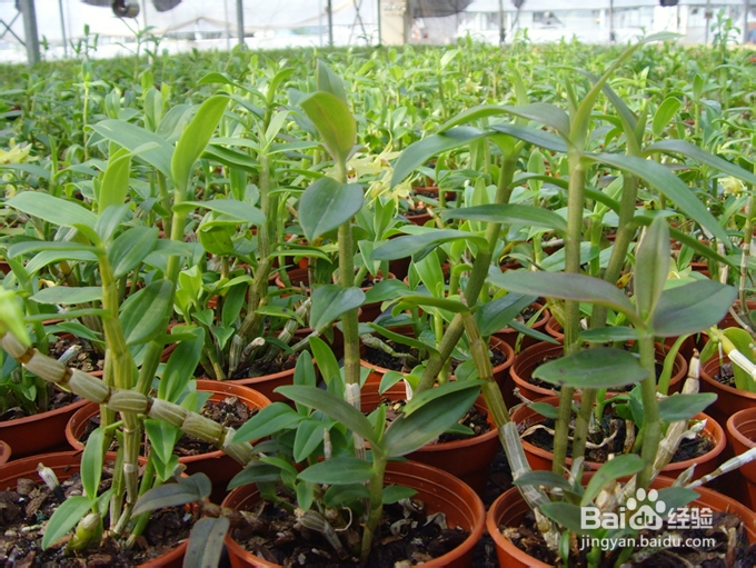 铁皮石斛盆栽种植方法