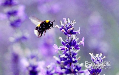 普罗旺斯薰衣草之恋