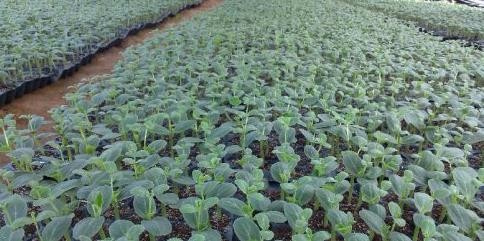 西瓜嫁接后怎么判断是活了