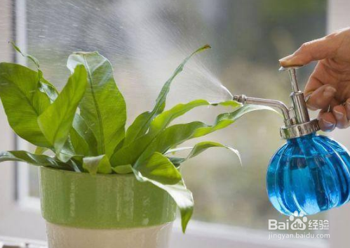 戒掉不良习惯,养花该如何规避风险?